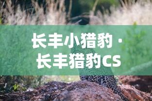 【重大消息】“如何在微乐斗地主打牌赢	”(果然有透视挂)